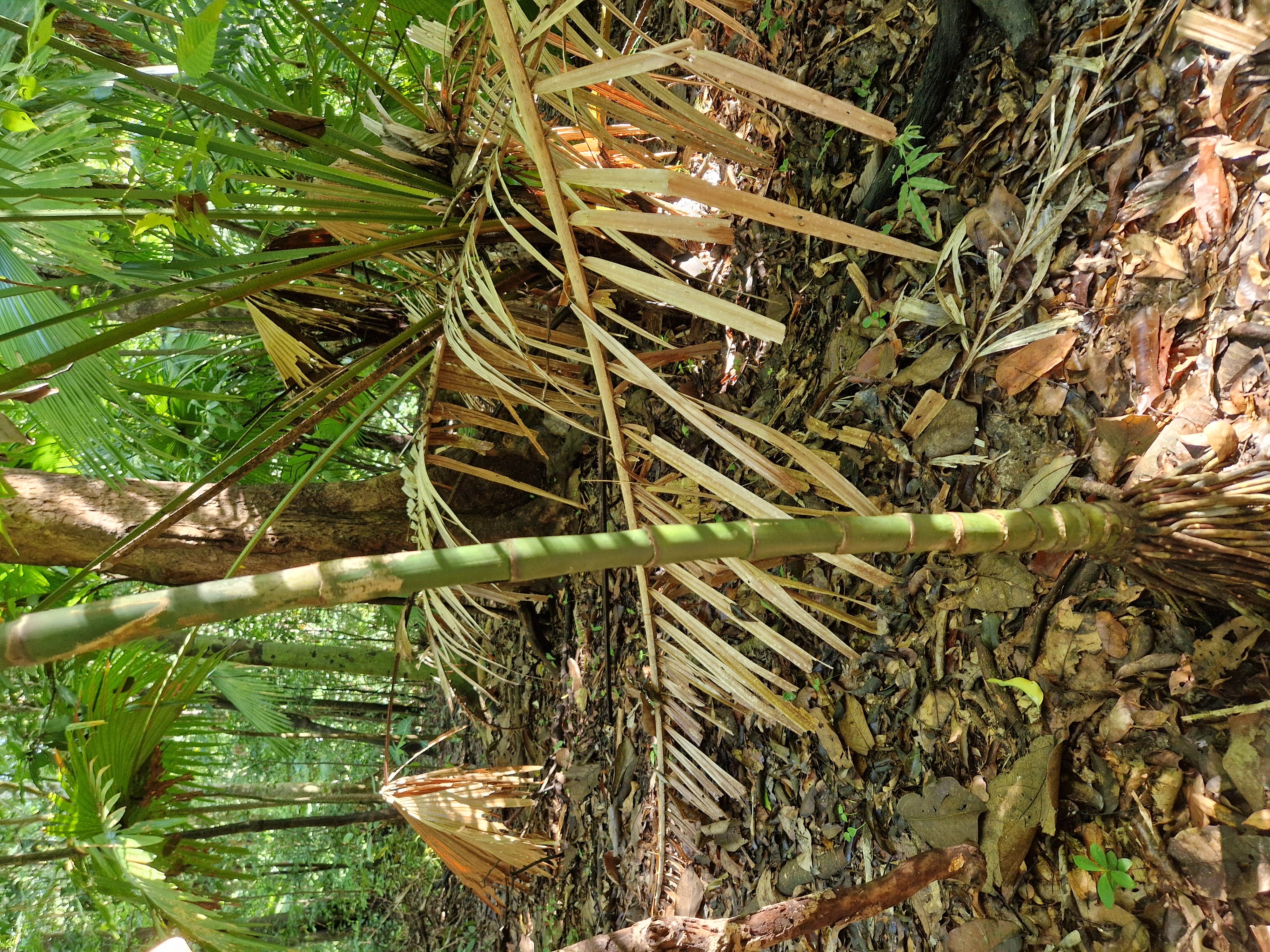 Rattanmbel Hfner - Schreinerei fr Rattan- und Massivmbel